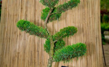 Bonsai Juniperus Pfitzeriana Aurea 120-130cm C100